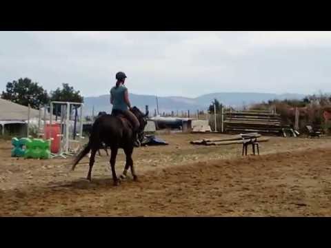 download lagu mp3 mp4 Reprise Dressage Jeunes Chevaux, download lagu Reprise Dressage Jeunes Chevaux gratis, unduh video klip Reprise Dressage Jeunes Chevaux