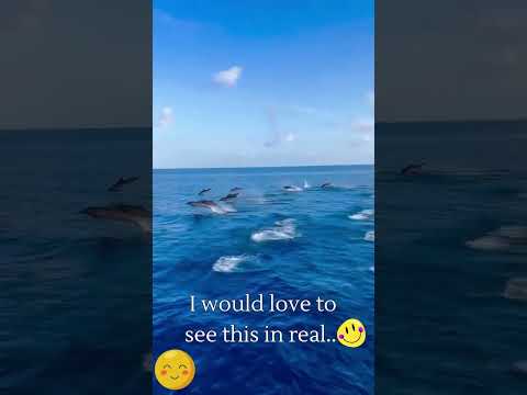 I would love to see this in real.. 😊 🌊✨ #SeaDivingGoals"#SeaDiving #nature #shorts #viral #sea #fyp