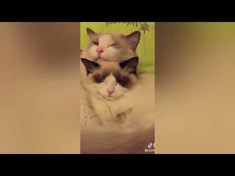 Cutest Cats 🐱 Compilation 2019 ❤️ #3 | Best Cute Cat Video