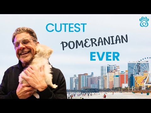 Pawrade Parent - Testimonial - Ariana Bella the Teacup Pomeranian Puppy