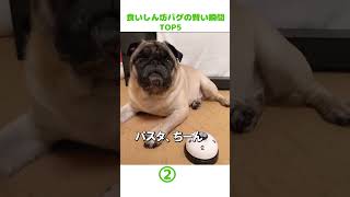 食いしん坊パグの賢い瞬間TOP5 　#pug #動物 #癒し