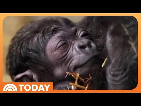Gorilla Gives Birth at Cincinnati Zoo! See the First Pictures - YouTube