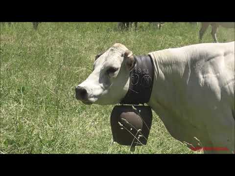 1^PARTE : MANDRIA DI MUCCHE AL PASCOLO A LIMONETTO NELLA VALLE VERMENAGNA. (CN) GIOV. 16 - 6 - 2022.