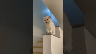 Download lagu Viral suara kucing tertawa lucu shorts cat kucing ... mp3
