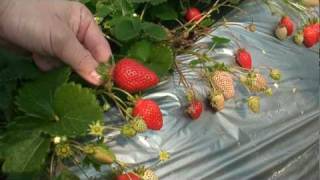 preview picture of video 'Kawatsura Strawberry Farm in Japan'