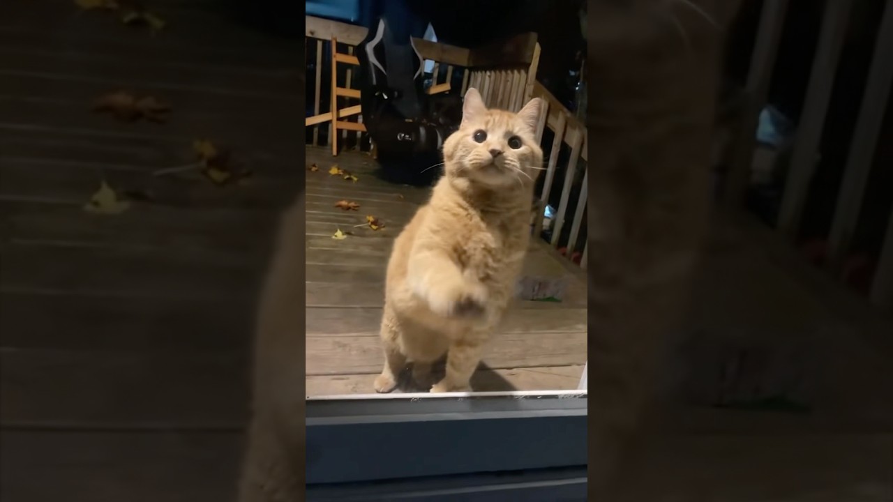 #foryou #funny #shortvideo #youtube