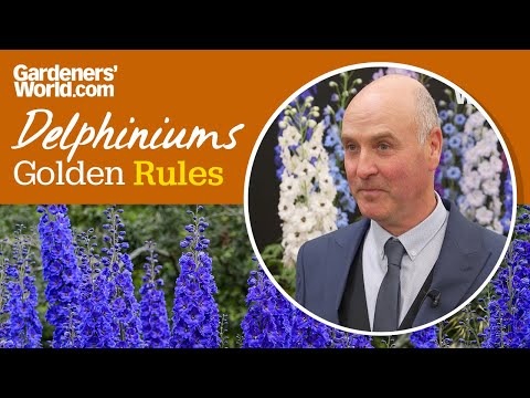 Caring for delphiniums | Golden Rules
