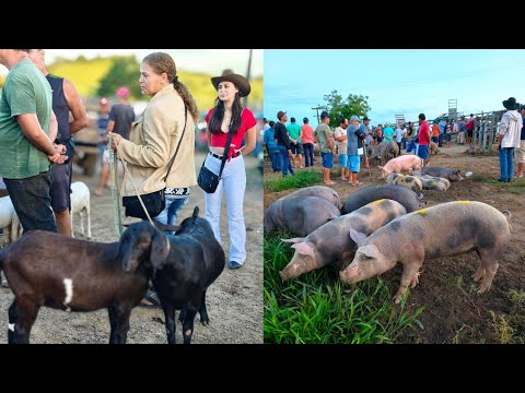 FEIRA DO BODE E SUÍNO DE JOÃO ALFREDO PE 27/04/2026 SÓ OS MELHORES