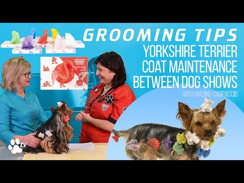 Yorkshire Terrier coat maintenance between dog shows | Grooming Tips - TRANSGROOM