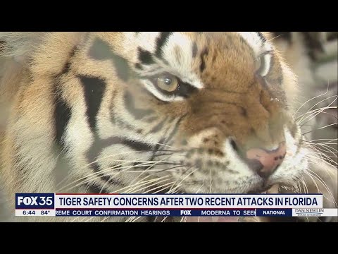 Apopka wildlife sanctuary shows how quickly a tiger can turn fierce