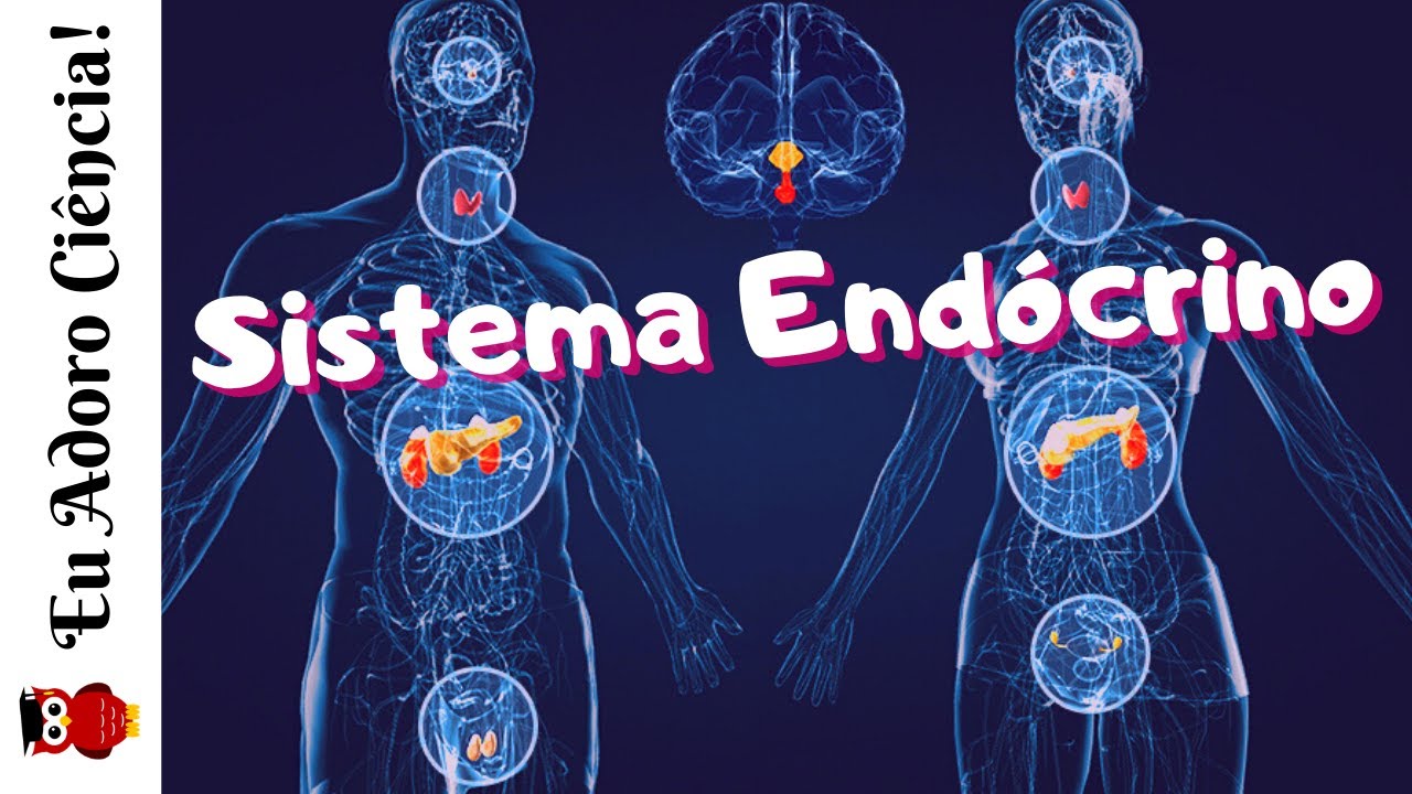 Sistema Endócrino