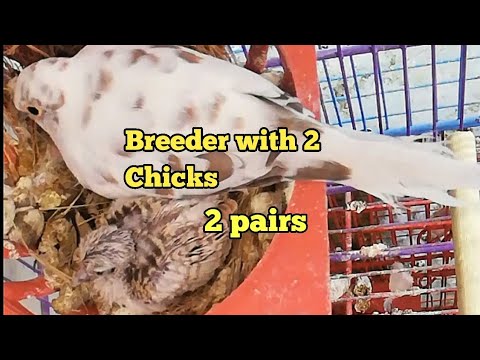 Pied dove 2 pairs with 4 chicks