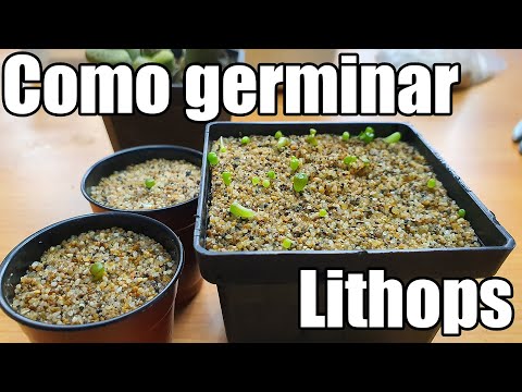 , title : 'Como germinar lithops || México Verde'