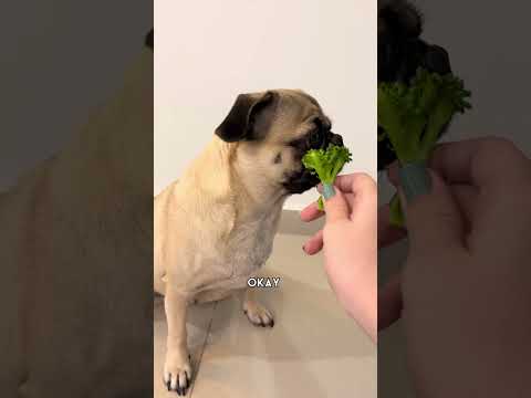 When the creature doesn't want to eat its vegetables 🥦🐶👀 #itspugbertha #pug #pugs #dog #dogs #pets