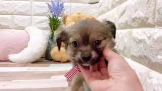 ハーフ犬の動画01