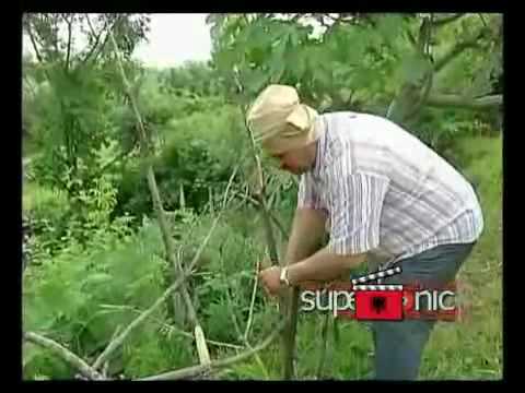 Per nje kokerr fik pjesa 1 & Drame humoristike