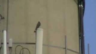preview picture of video 'Peregrine Falcon at MERC'