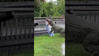 Crocodile attack on girl 🐊#shorts #crocodile