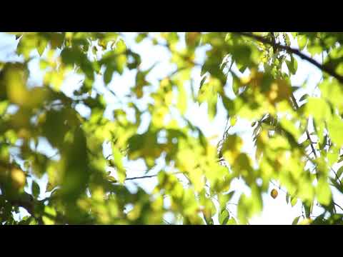 Van Herp Solar Solutions