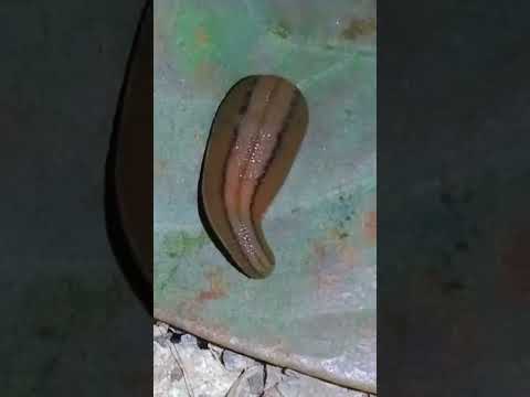 Leech #joke video#viral #cute #animal #youtube #reels #funnyvideo #shortvideo