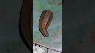 Download lagu Leech #joke video#viral #cute #animal #youtube #reels #funnyvideo #shortvideo mp3