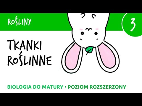 Rośliny 3 - Tkanki roślinne + BONUS notatka do pobrania! biologia do matury liceum rozszerzona