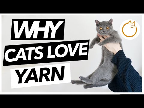 WHY Do Cats Like to Play With Yarn/String?! (CAT MYSTERY BUSTERS)
