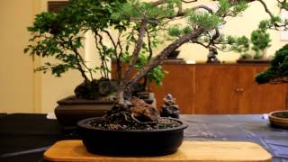 preview picture of video 'Pittsburgh Bonsai Society: 2012 show'