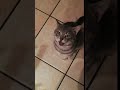 Very Cute Cat Meows