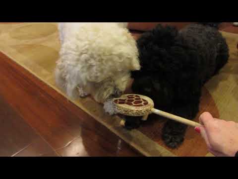 Zenaida and Moosies (Pulik)