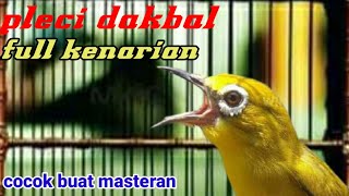 Download lagu PLECI DAKBAL NEMBAK KENARI | masteran pleci Dakbal nembak kenari wit wit cerr mp3