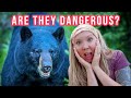 5 Myths About Black Bears Bear Safety Tips