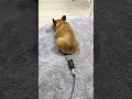 Fart Sound Effect Puppy Fart Sound Funny Video Shorts