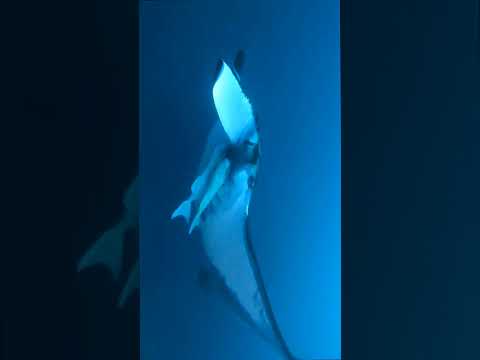 Diving with giant manta rays in Revillagigedo in Mexico
