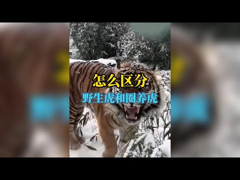 只需一眼，你就能讀懂野性與囚禁的命運！揭開野生虎眼中的自由魂魄，與圈養虎眼神中的無盡悲鳴：這震撼的差異，你必須知道！