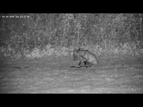 Suicidal rodent caught by rural female vixen fox