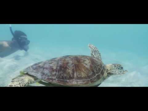 Lizard Island Private Beaches