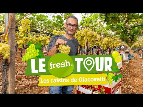 , title : 'Le fresh. tour : à la rencontre de notre producteur de raisin !'