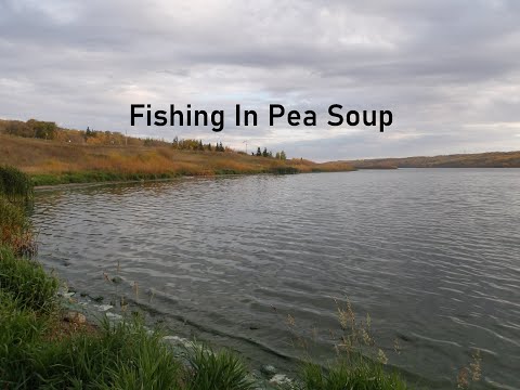 Fishing In Pea Soup