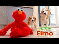 Funny Beagle Dogs SURPRISED With ELMO ROBOT