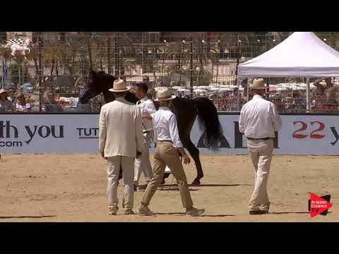 N.145 SULTAN AL ZOBARA - Menton 2019