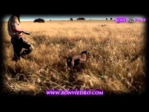 PARTRIDGE HUNTING with POINTING DOGS | KURZHAAR, GERMAN SHORTHAIRED POINTER