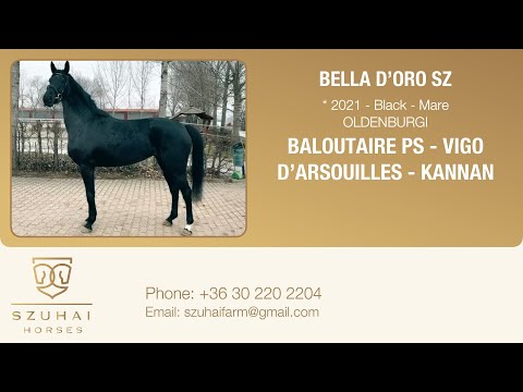 BALOUTAIRE PS x VIGO D’ARSOUILLES 2021 MARE HORSE FOR SALE
