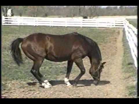 Northern Dancer Entire Kentucky Derby 1964 footage & Goodbye