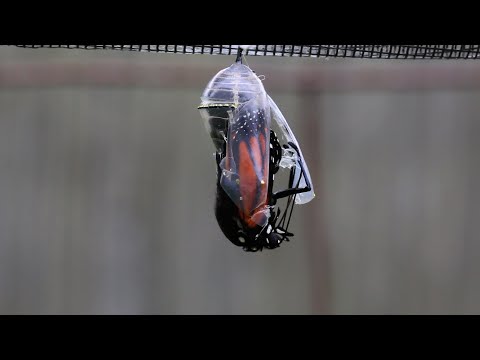 Adult Monarch Butterfly Emerges from its Chrysalis