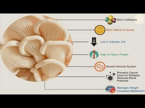 download lagu mp3 mp4 Oyster Mushroom Carbs, download lagu Oyster Mushroom Carbs gratis, unduh video klip Oyster Mushroom Carbs