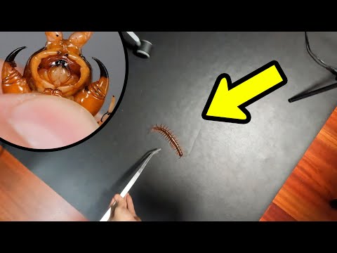 MÓJ DZIEŃ Z ŻYCIA - UCIECZKA SKOLOPENDRY!