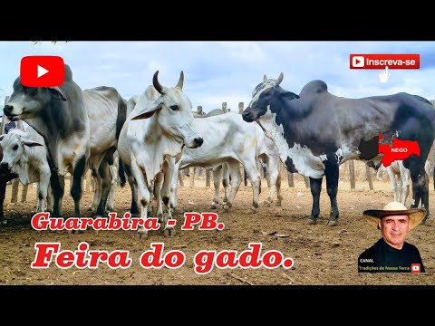 FEIRA DO GADO DE GUARABIRA - PB, OS NELORES DANDO SHOW. ✅06/11/2025✅