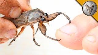 BITTEN by a GIANT WATER BUG!