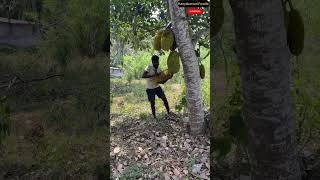 Download lagu பலாப்பழம் பழுக்க வைக்க Oldest Method #shortsfeed #viral #food #views #subscribe @leotravelfoodie7676 mp3 Download lagu பலாப்பழம் பழுக்க வைக்க Oldest Method #shortsfeed #viral #food #views #subscribe @leotravelfoodie7676 mp3